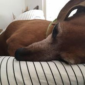 Amalia Pferd's photo