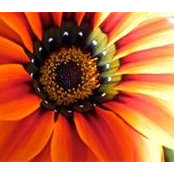 Jane Garrett's photo