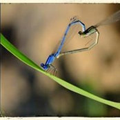 Min Scadds foto