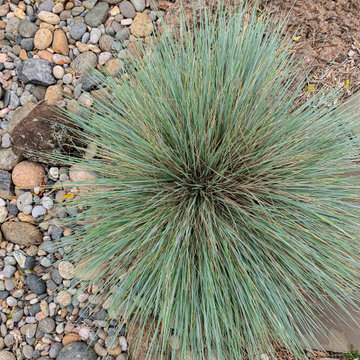 California Native Garden and Bioswale