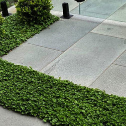 Exotic Grasses - Products
