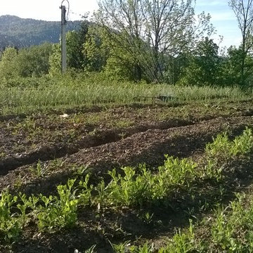 Organic Vegetable Garden With a View
