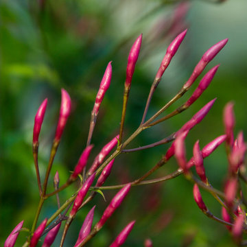 Plants in the Landscape