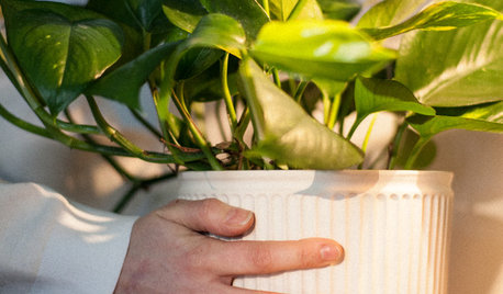 Eksperter: Sådan får du succes med efterårets planter indendørs