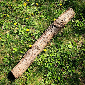 Shiitake Mushroom Log