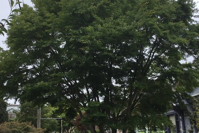 Japanese Maple, Seattle