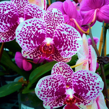 Tropical Garden