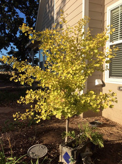 Tree Was Planted 18 Months Ago From An Independent Nursery 5 Gallon Size I Think Quite Expensive And Its Perfect Getting Morning Sun Not Afternoon Texas Tree Was Planted 18 Months Ago From An Independent Nursery 5 Gallon Size I Think Quite Expensive And Its Perfect Getting Morning Sun Not Afternoon Texas
