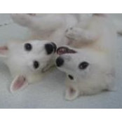 Elyce Schweitzer's photo