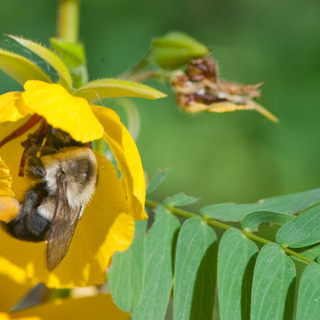 Chamaechrista fasciculata