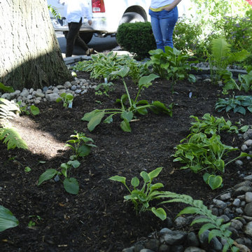 Front Yard Shade Garden - Toronto