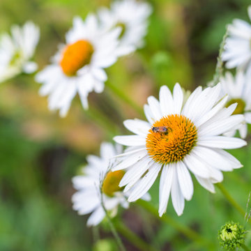 Neglected Landscape Turns into Pollinator Paradise