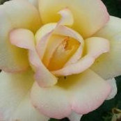 Sara Cates's photo