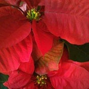 Carmen Ayala-Concepcion's photo