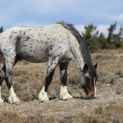 Luann Gappa's photo