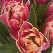Mickey Liera's photo