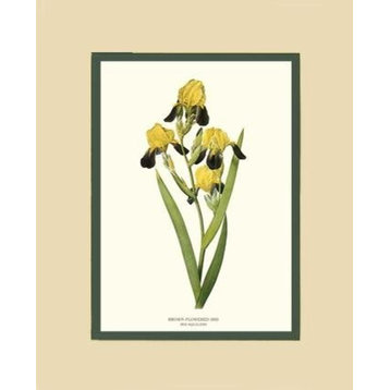 Vintage Botanical Flower Art Print: Brown-ed Iris Flower