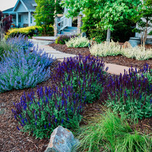 Xeriscape