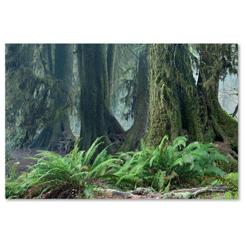 Mike Jones Photo 'Washington Olympic NP Foggy Ferns' Canvas Art, 12x19