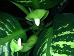 wall plants indoor DIY Living Wall