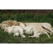 Lisa Wall's photo