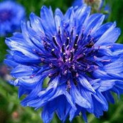 Cheryl Nordie's photo