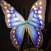 Kim Murphy's photo