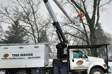 Tree Removal in Toronto