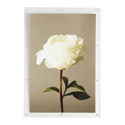 WHITE ROSE WALL ART - NEW - Prints And Posters