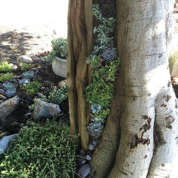 Container Plantings