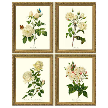 White Tea Roses Botanical Print Set-4 Framed Antique Vintage Illustrations, Gold