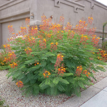 Mexican Bird of Paradise - Caesalpinia pulcherrima