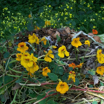 Compost e nasturzi (compost and tropaeolum)