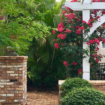 Bougainvillea vine on the pergola