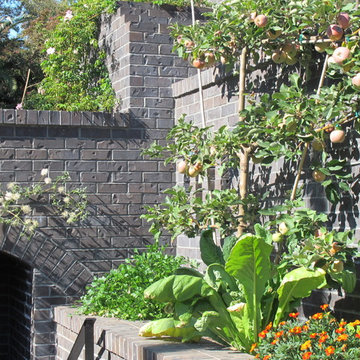 espaliered apple