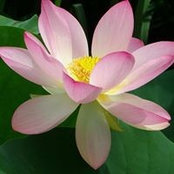 Sarah Lambert's photo