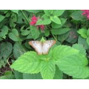 Maya Pulgar Bowman's photo