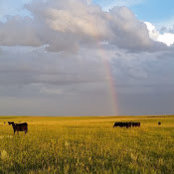 Alissa Copple's photo