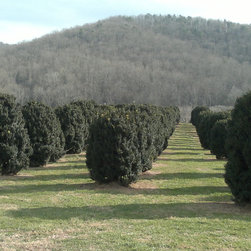 Boxwood - Products