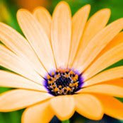 Julie Bodnar's photo