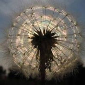 Cheryl Sullivan's photo