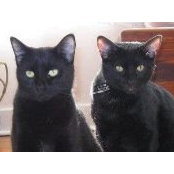 Lisa Cloon's photo
