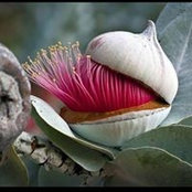 Sonja Davidson's photo