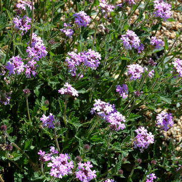 Southwestern Plants
