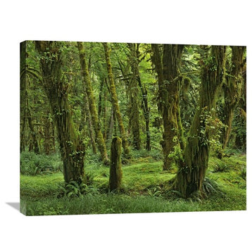"Hoh Rainforest, Olympic National Park, Washington" Artwork, 32" x 24"