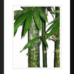 Photographic Prints-Bamboo 3 - Fine Art Prints