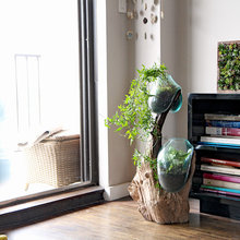 Plants