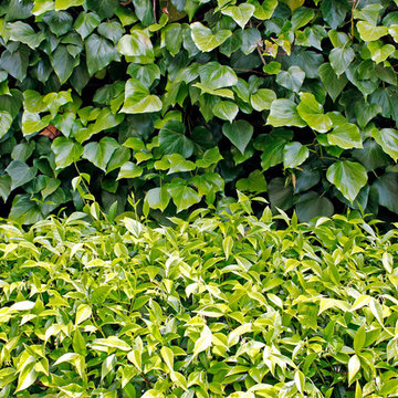 Green Wall