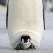 Pinguz Jan's photo