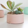 Concrete Planter for Succulents and Cactus, Blush Pink, 3-Piece Set